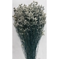 Preserved Limonium White 4.5oz.